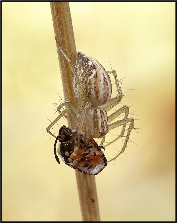 Oxyopes sp.